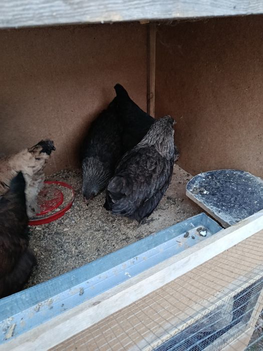 Damashni tovuqla sotladi