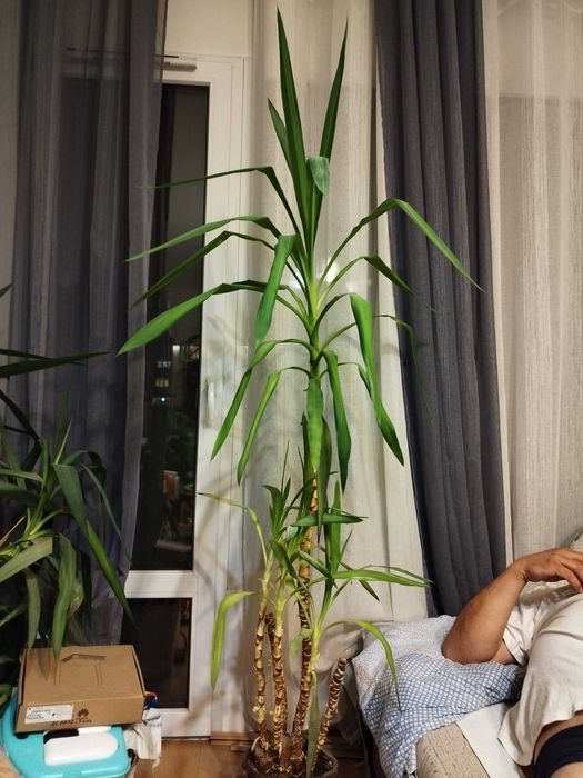 Продавам Юка с много разклонения