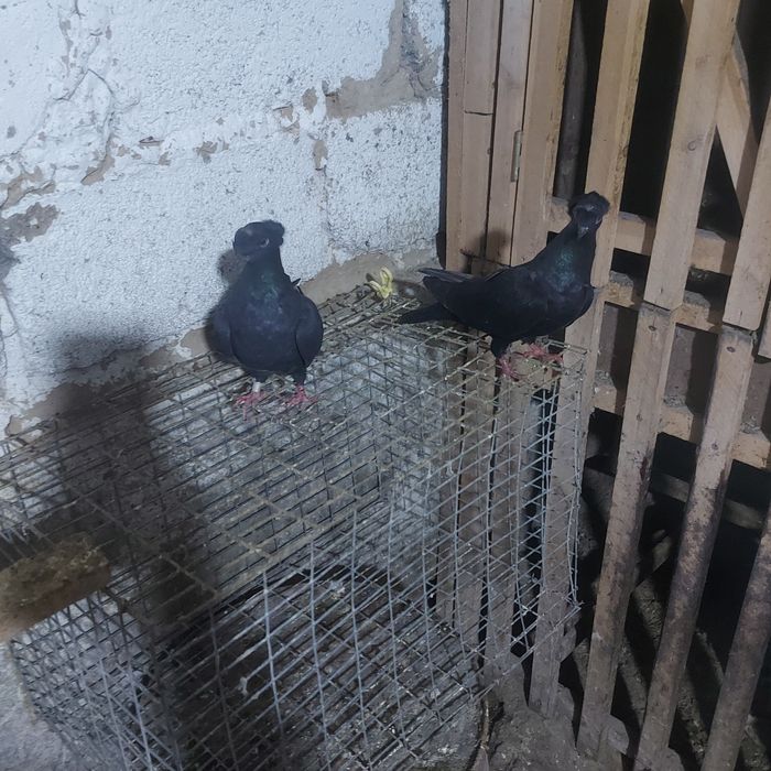 Жук двух чуби 2 самка