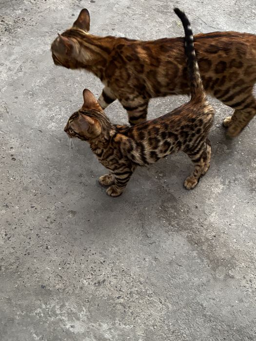 Кошка Бенгальское