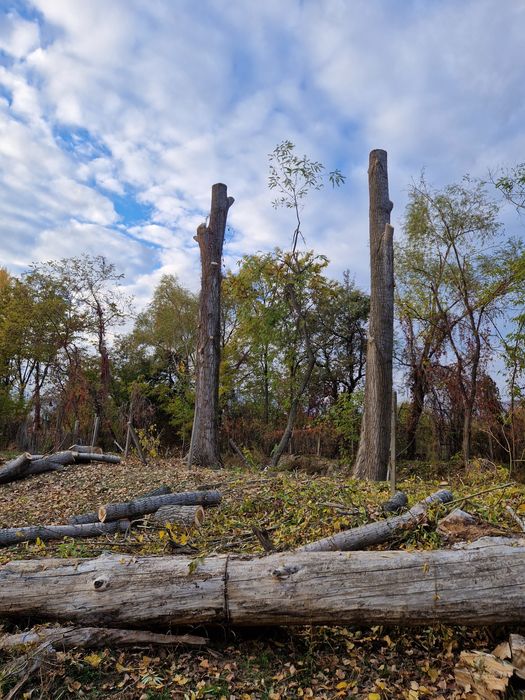 Toaletare, defrișare,taiere, reducere coraona arbori in sistem