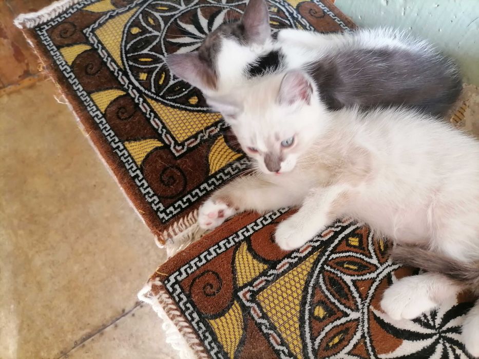 Котики сиамские, домашние.