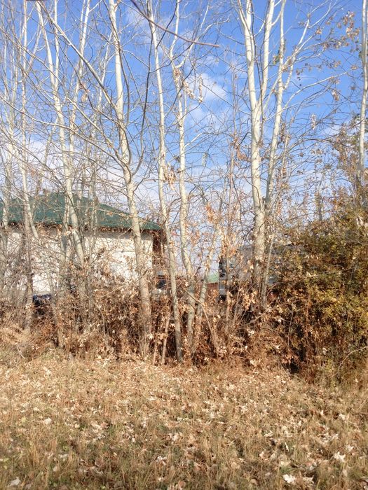 Kuk va kalifornia teraklar bor. Bolorlikga tayyor holda