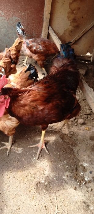 Хан хяп тухумлари сотилади