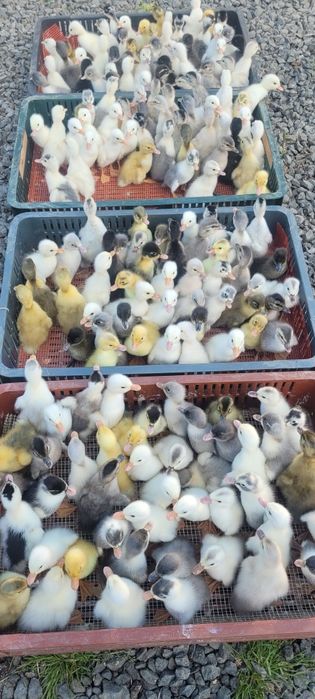 Boboci de rață, boboci rață  mută ,boboci de gâscă, pui de gaina,pui de bibilica ,puicuțe ouatoare