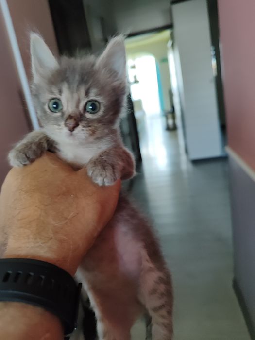 отдам в добрые руки  котёнка.