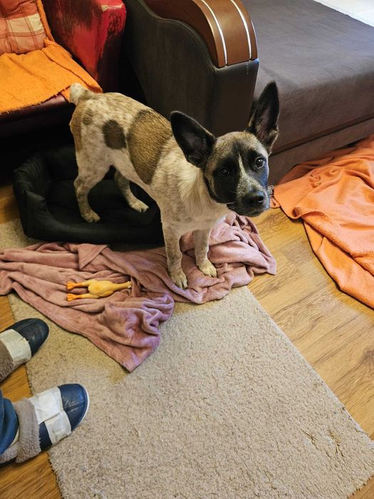 Donez pui de 4 luni metis Akita American