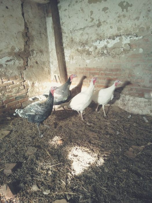 Продам индюков срочно