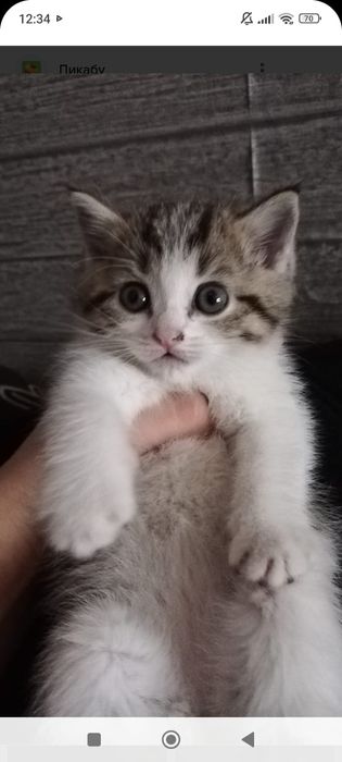 Бриташка 1,5  месяцев..