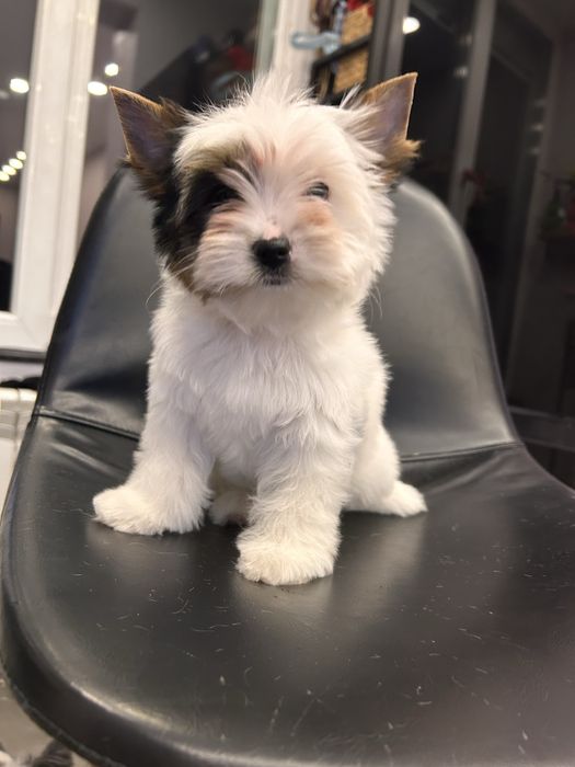 Biewer yorkie / Бивър