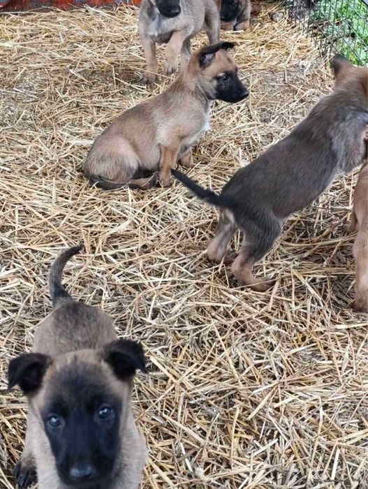 Белгийка овчарка-Малиноа