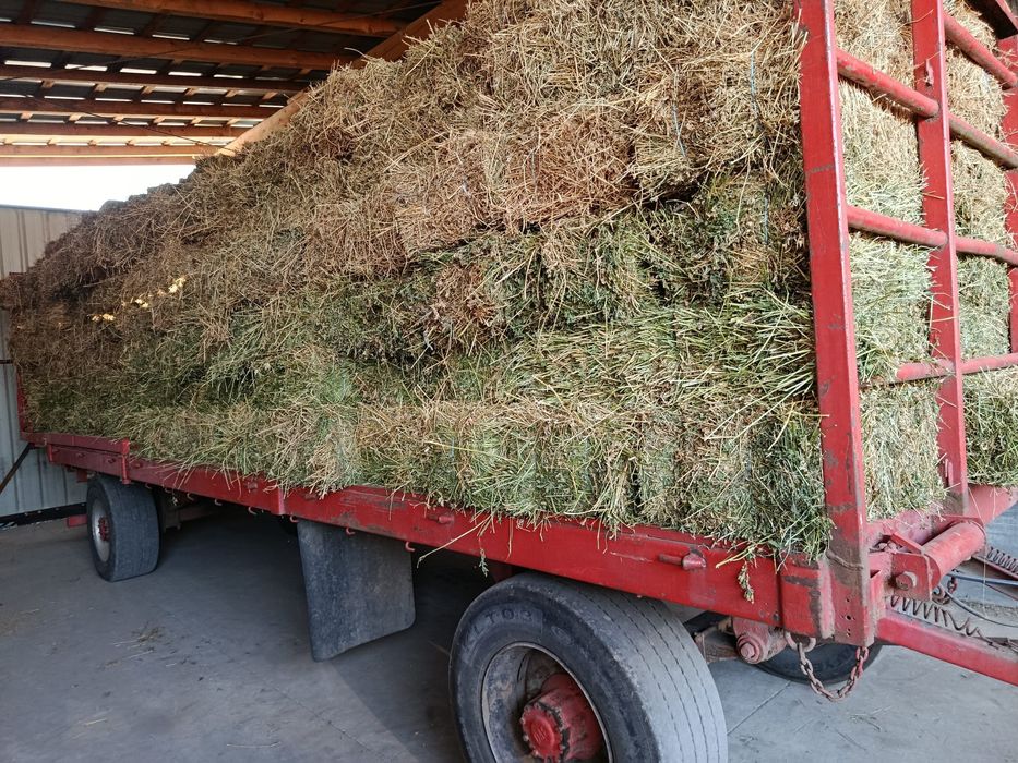 Vand baloți lucernă dreptunghiulari