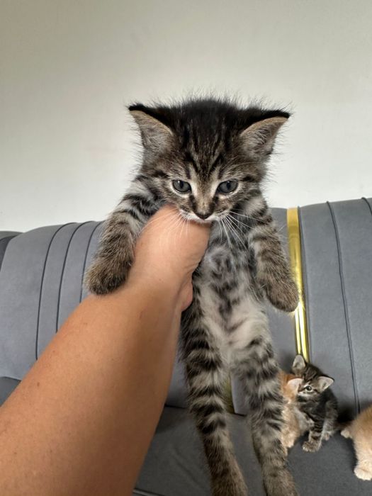 Котята мальчик , девочка отдам в хорошие добрые руки