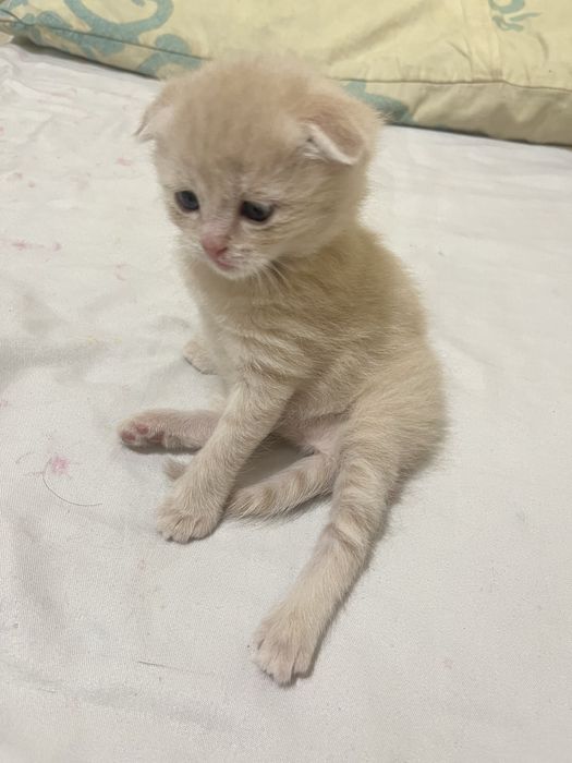 Продам шотланский висалухий