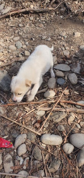 Щенки в добрые руки