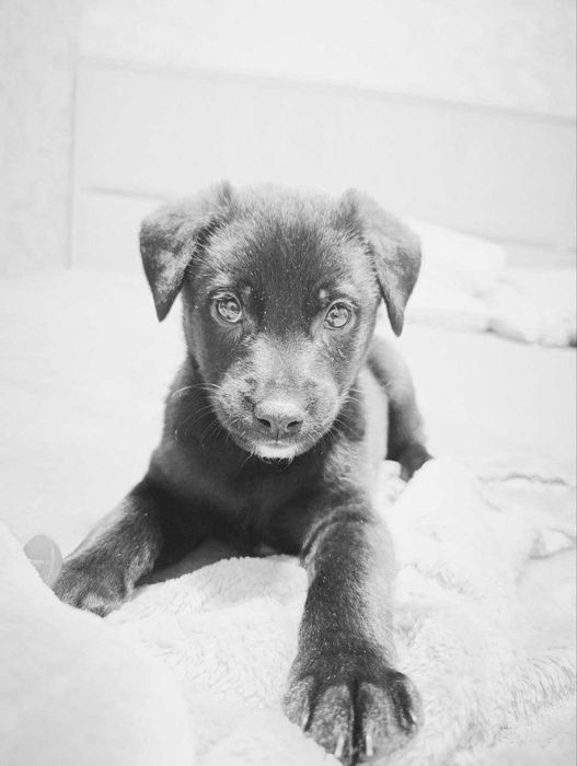 Отдам в добрые руки щенка с ненавязчивым отслеживанием судьбы