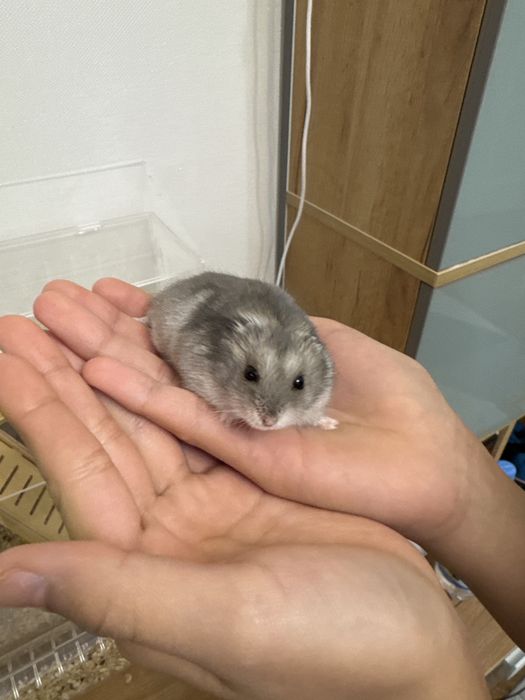 Хомяк с клеткой