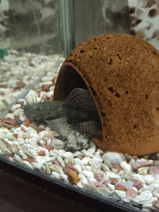 Продавам чифт воални анцитруси