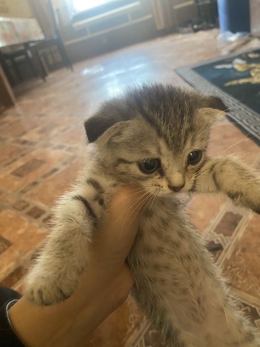 котята домашние