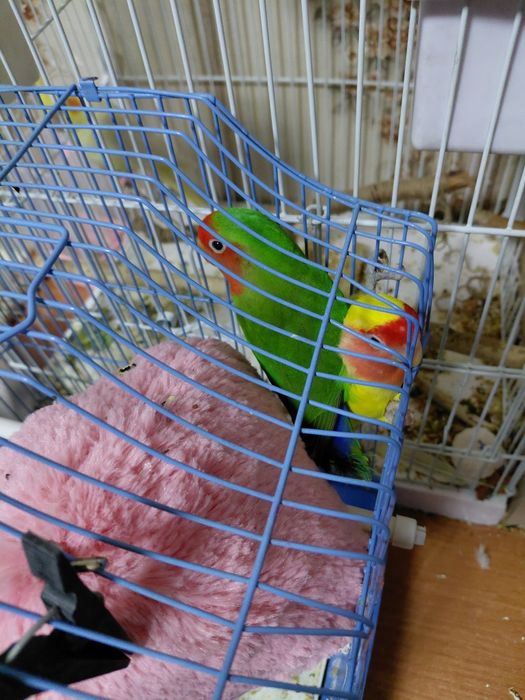 Продам разных попугай