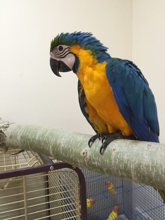 Продам ара ручной