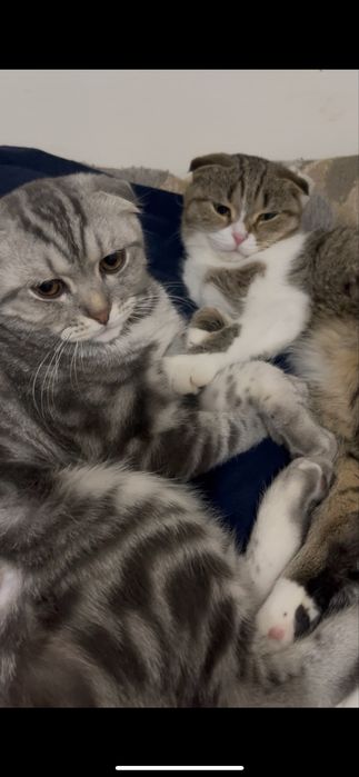 Шотландская вислоухий кот