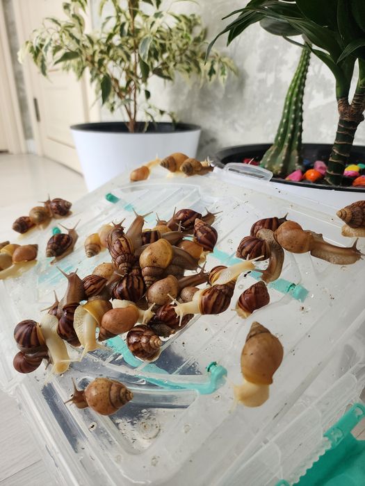 Продаются Улитки Здоровые и очень активные!!!