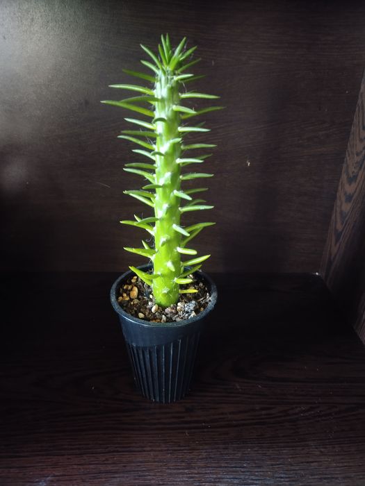 Срочно продаётся Аустроцилиндропунция