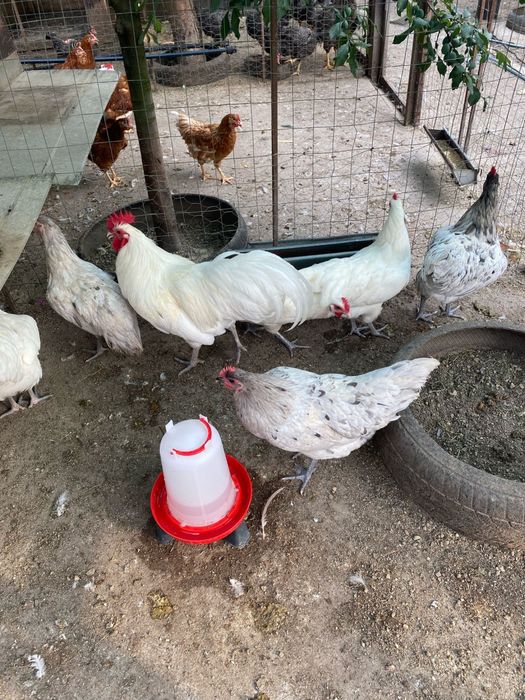Australorp alb negru albastru splash tineret gaini tinere cocosi