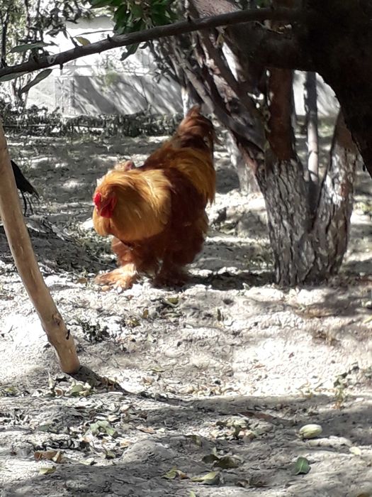 Zotdor Brama xoʻroz