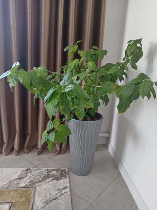 Китайская роза Гибискус