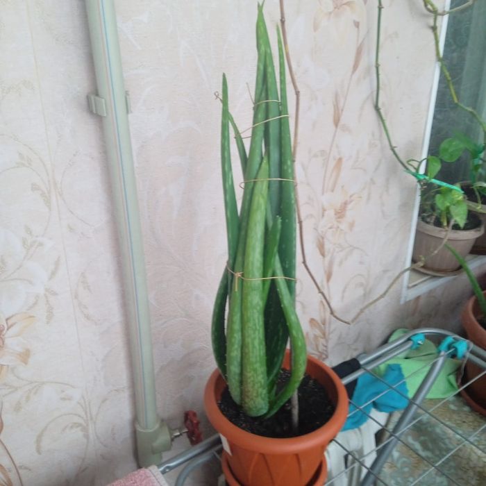 Продается Алоэ вера