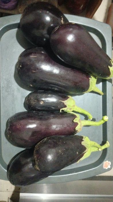 Продам  помидоры перец и баклажаны