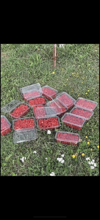 Vind zmeură proaspăt