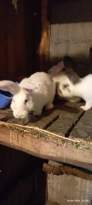 кролики порода фландер