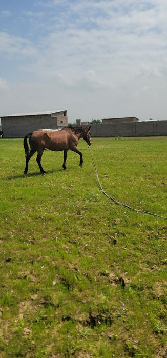 От сотилади бия ювош согдиради миндиради!