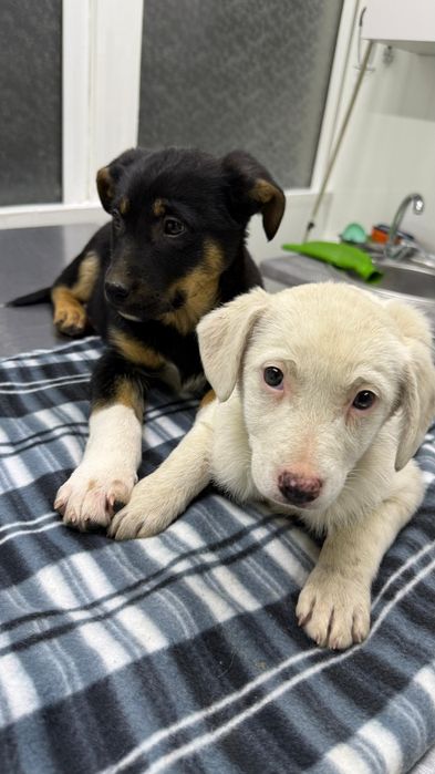 Щеночки девочки бесплатно