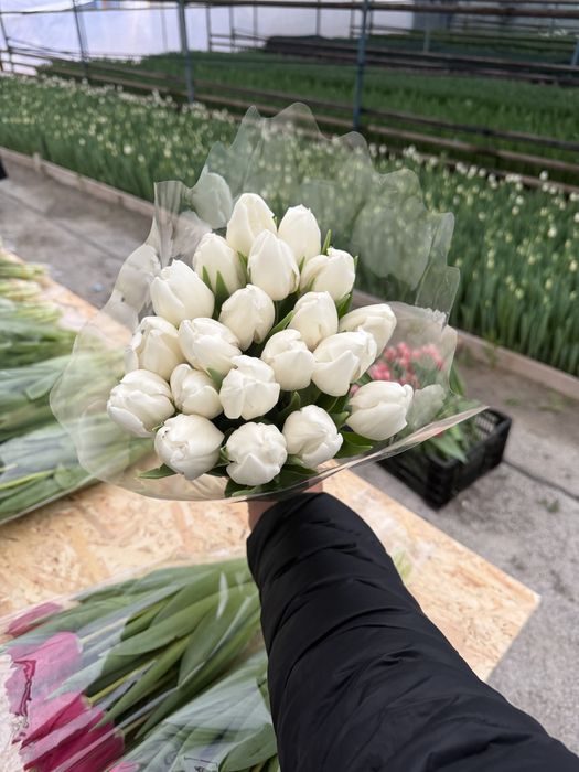 Тюльпаны качество высшее