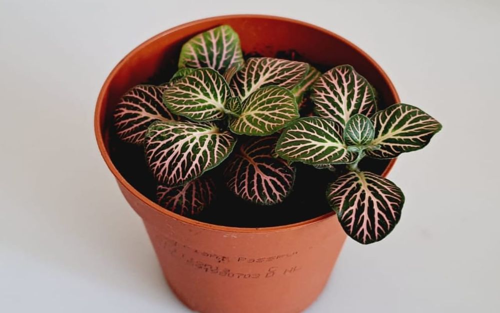 Цветы, цветы, цветы