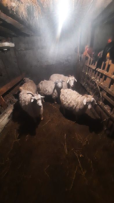 Ешкі ұрғашы 5еуіде семіз