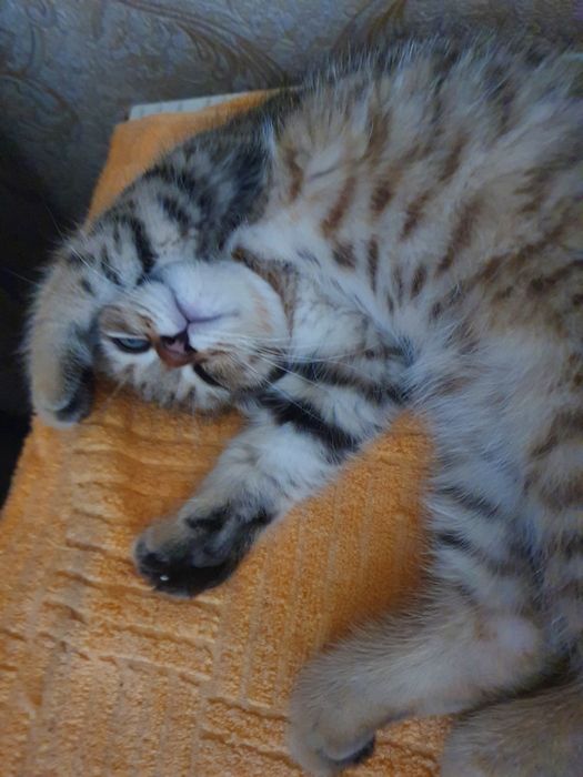 Отдам кошку( скотиш страйт) в хорошие руки!