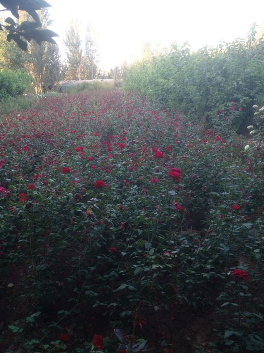 Atirgullar sotiladi    роза типлицага екишга козлархам бор