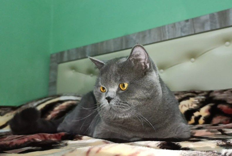 Вязка! Угил скоттиш страйт .