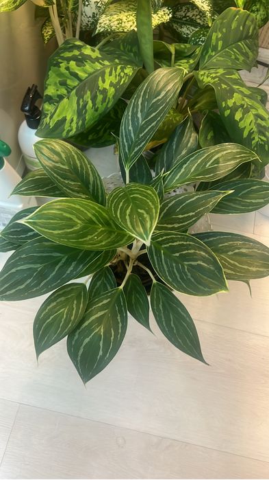 Аглаонема в продаже