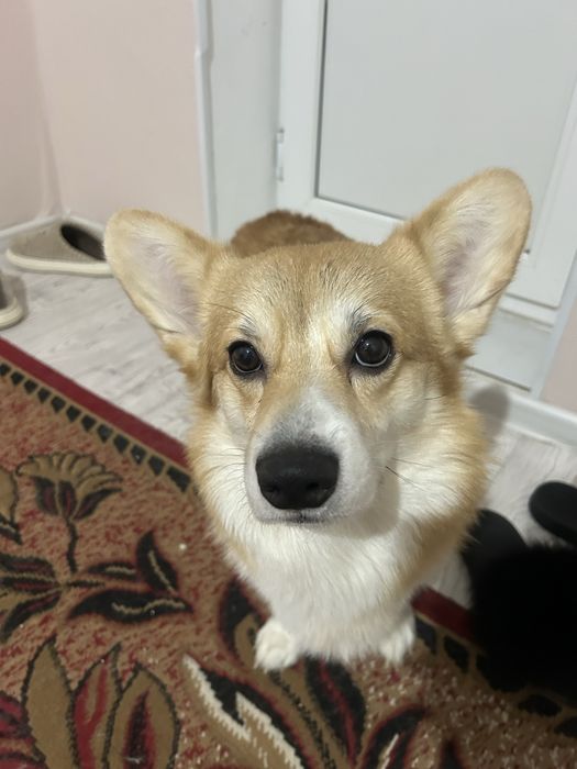 Продам собаку корги