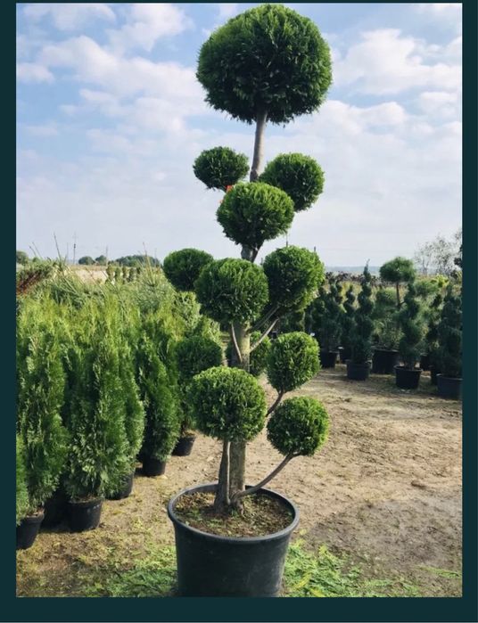 Tuia Smaragd INALTIME 0,50 cm,130 cm.