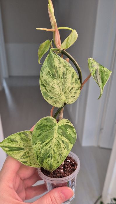 Филодендрон хедерациум вар. Веррукозум, меджик маск