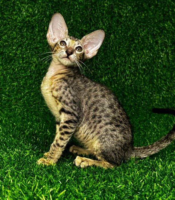 Котята Петерболды