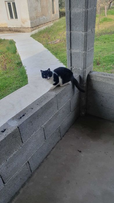Травмирана котка остава на улицата