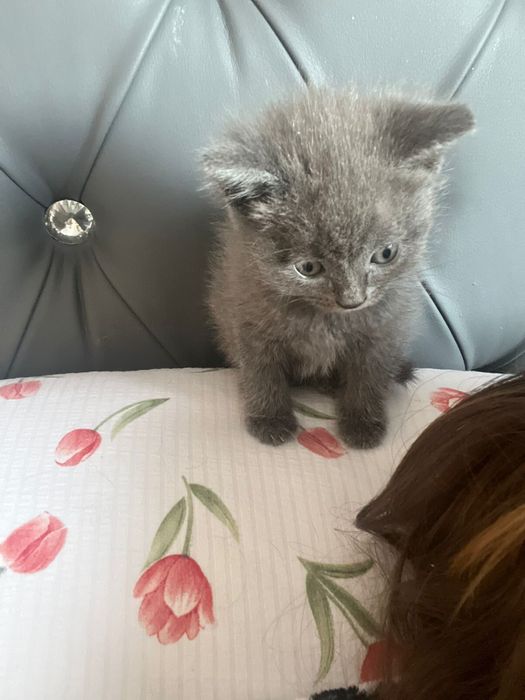 Британские котята